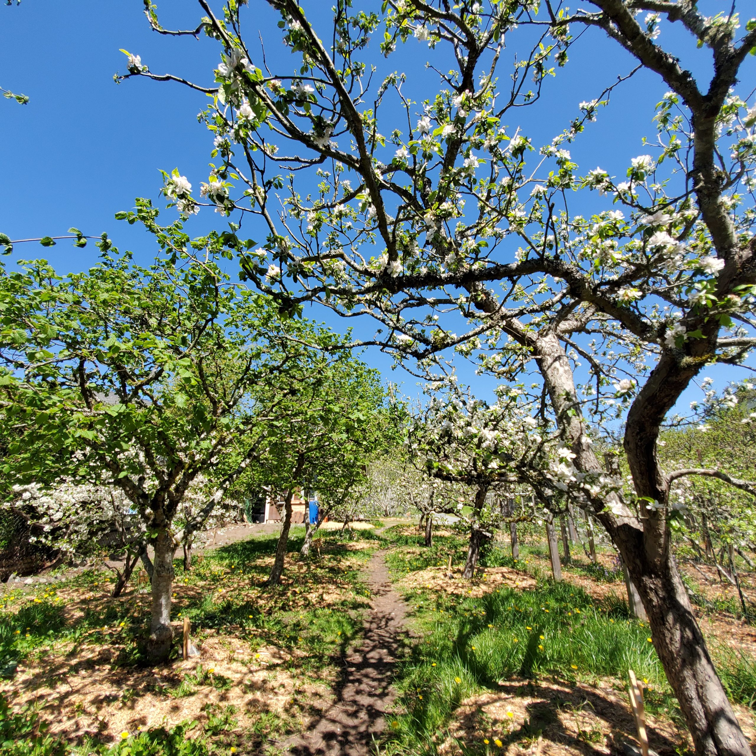 Welland Community Orchard in spring, with fruit trees in full white blossom under a bright blue sky.