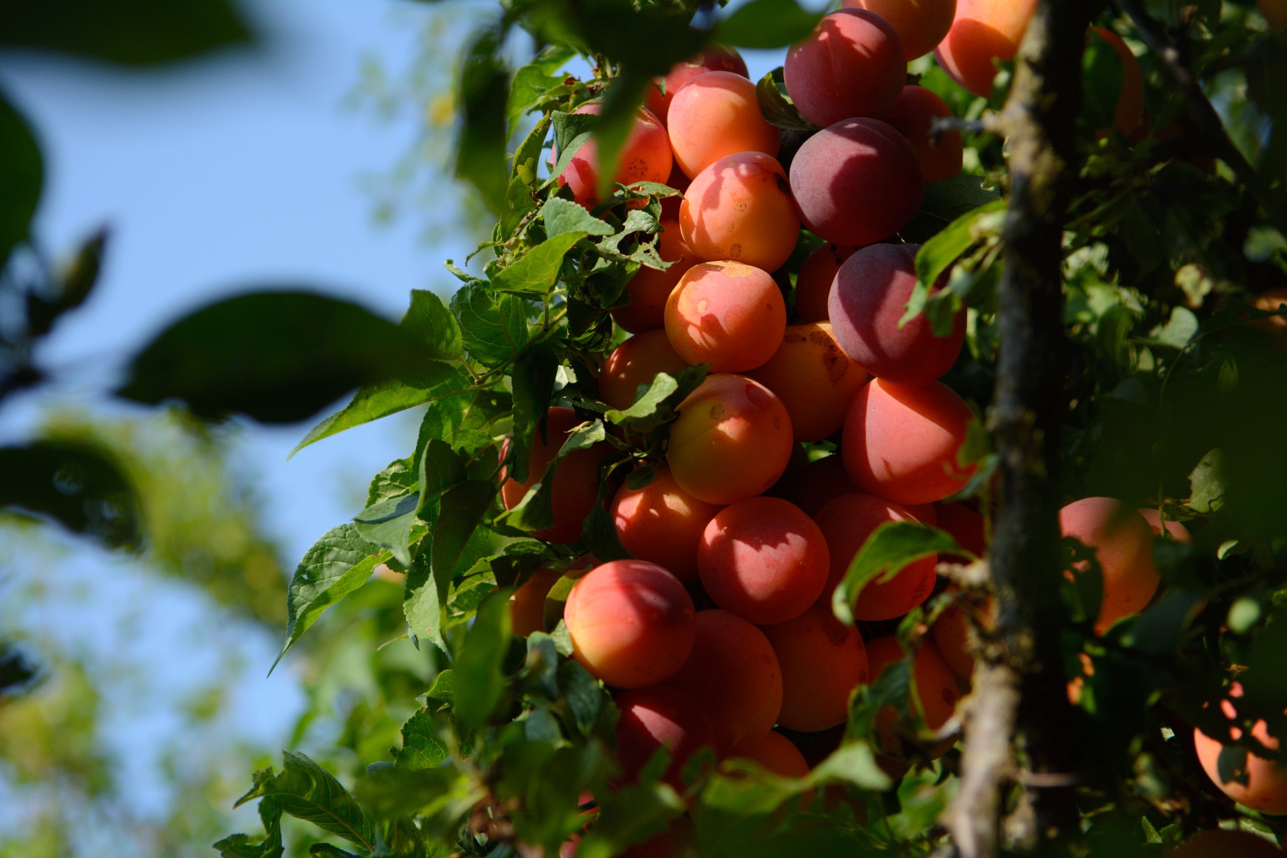 A cluster of ripe red and golden plums hanging from a tree branch, surrounded by green leaves.