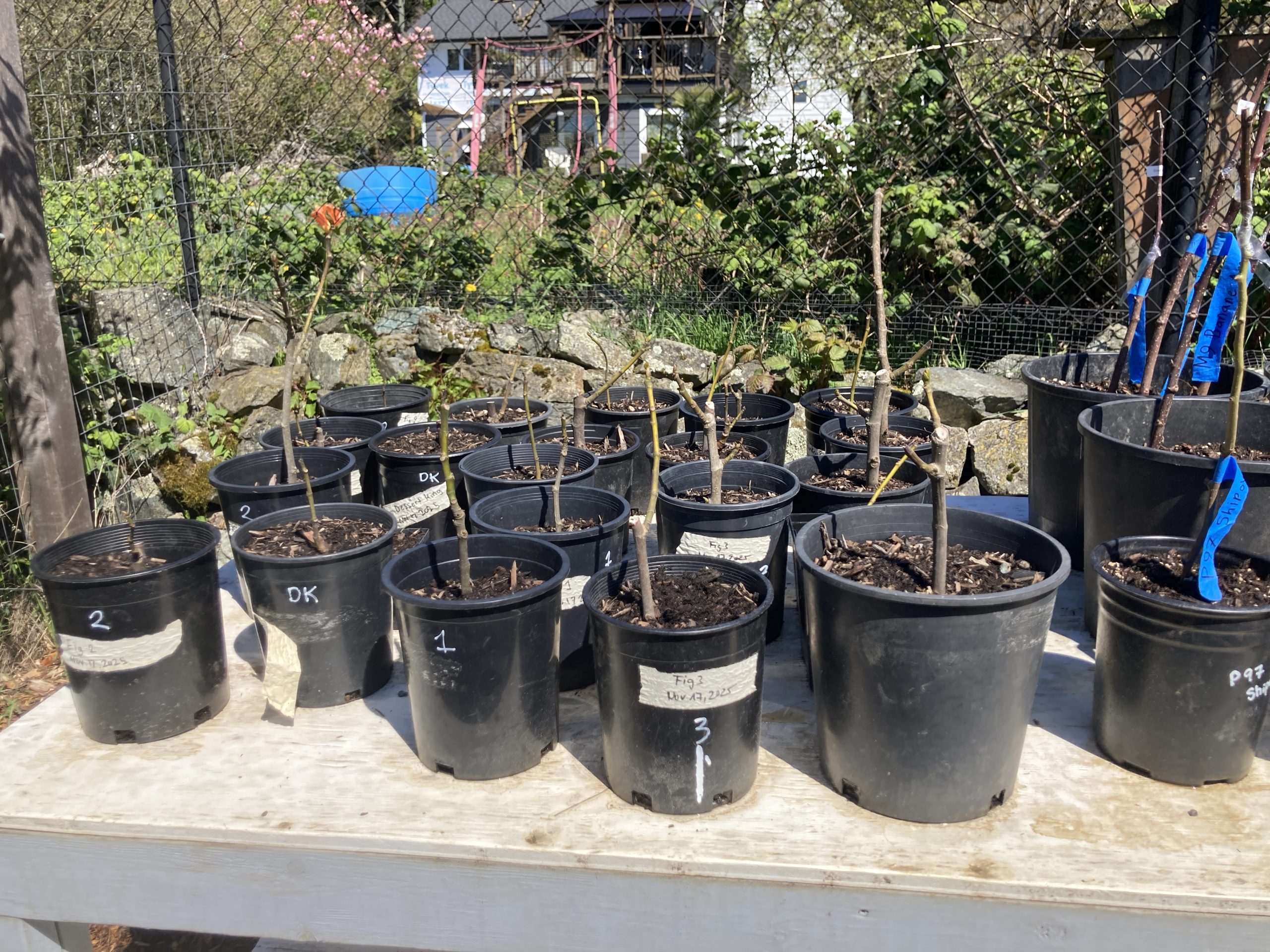 Young fruit tree saplings in labelled nursery pots at Welland Orchard Nursery, lined up outdoors ready for planting.