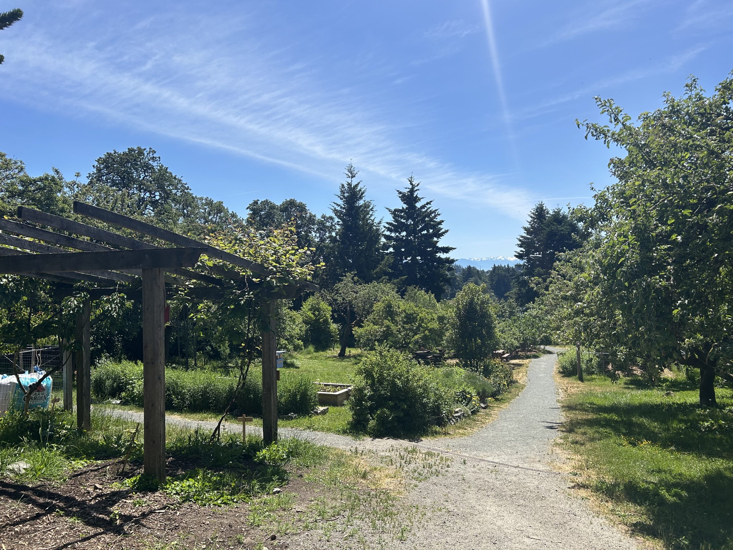 A view of Welland Community Orchard on a sunny day, with a wooden pergola, gravel pathway, and fruit trees under a bright blue sky.