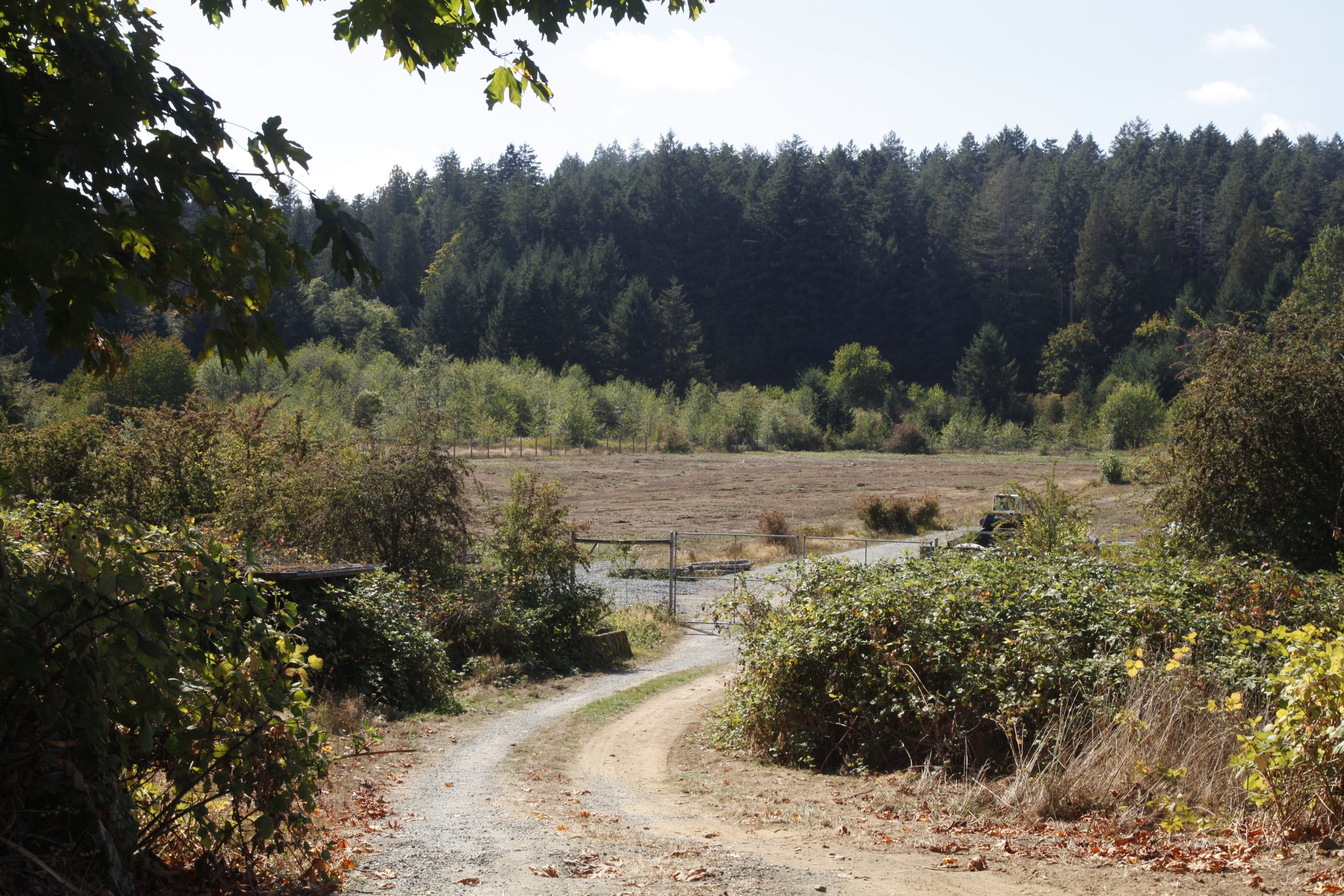 A gravel path winding through Bear Hill Farm, leading past open fields toward a dense green forest in the distance.