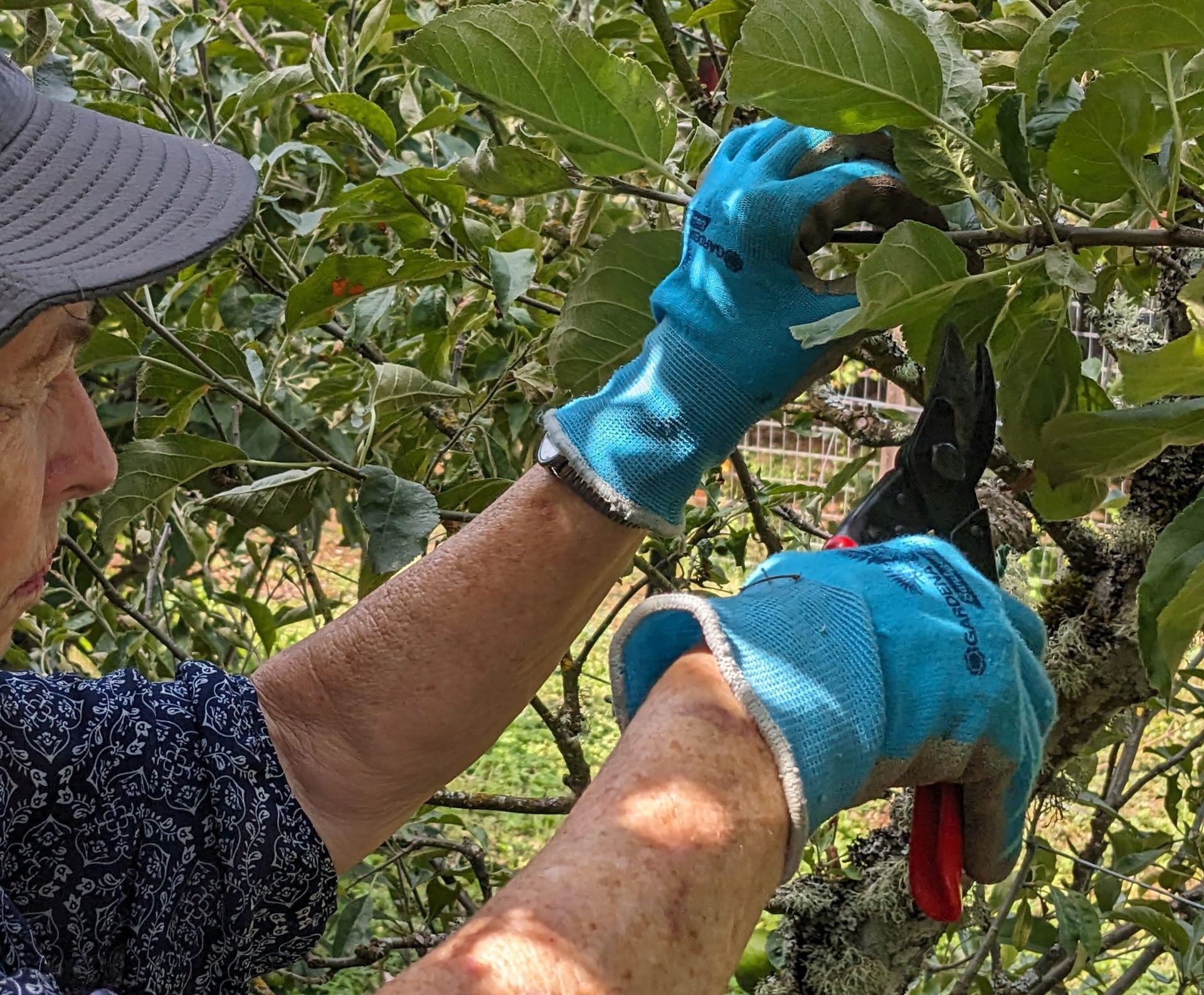 Close-up of a person with gloved hands using red pruning shears to trim a fruit tree branch.