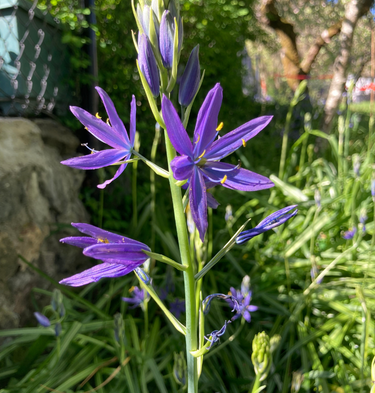 A tall stalk of purple-blue great camas flowers in bloom.